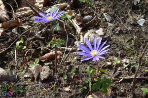 Anemone apennina (1)8